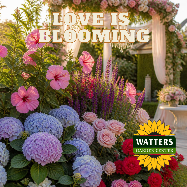 LOVE IS BLOOMING COLLECTION