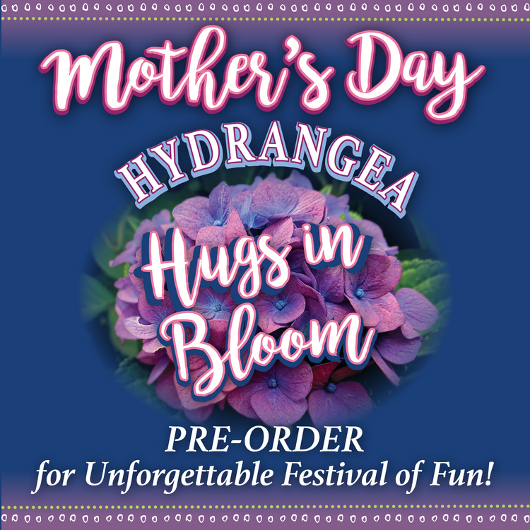 Mothers Day Hydrangea "Hugs in Bloom"