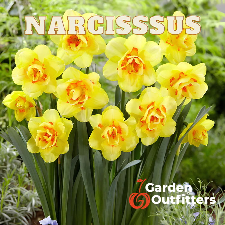 Narcissus