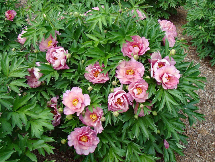 Peony Paradise