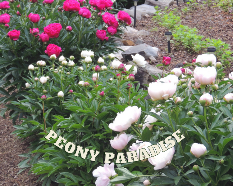 Peony Paradise