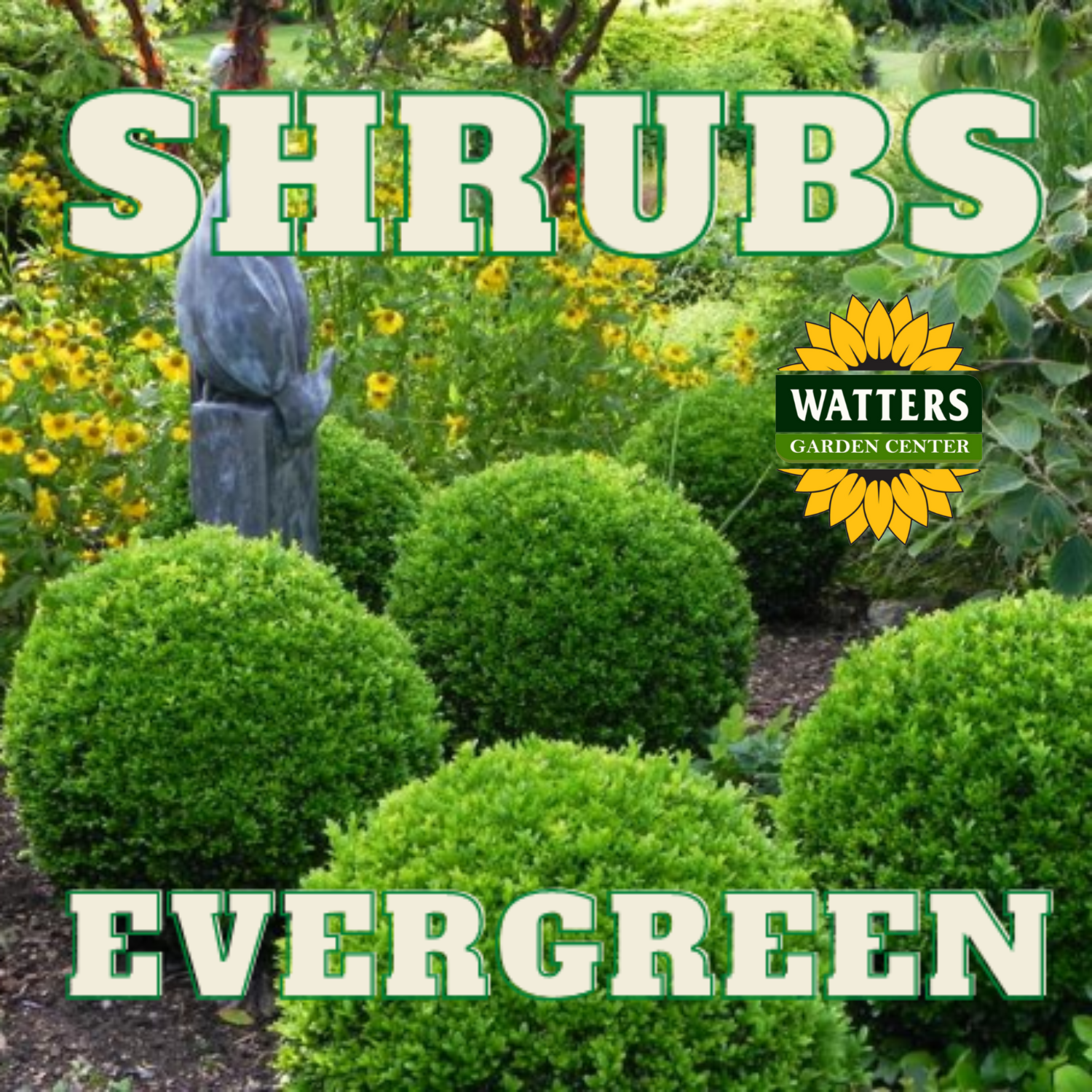 EVERGREEN SHRUB