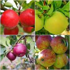 Tree-riffic Fruit Trees