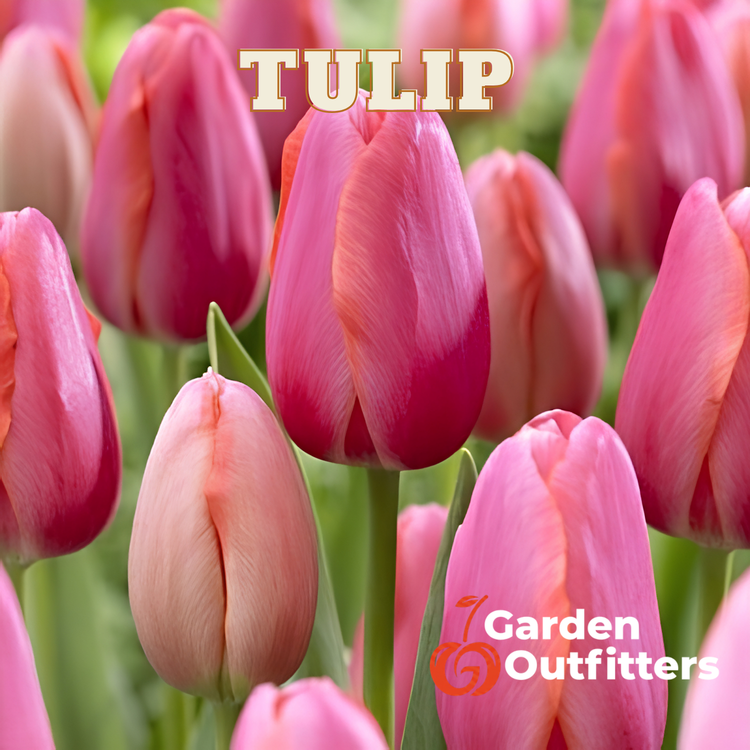 Tulips