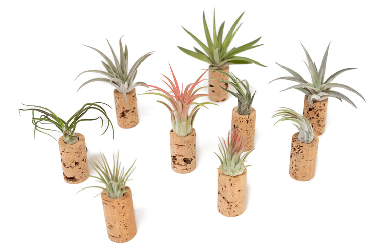 Air Plants