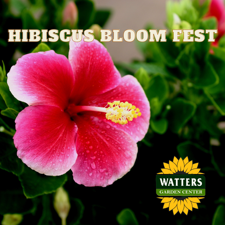 Hibiscus Bloom Fest Online
