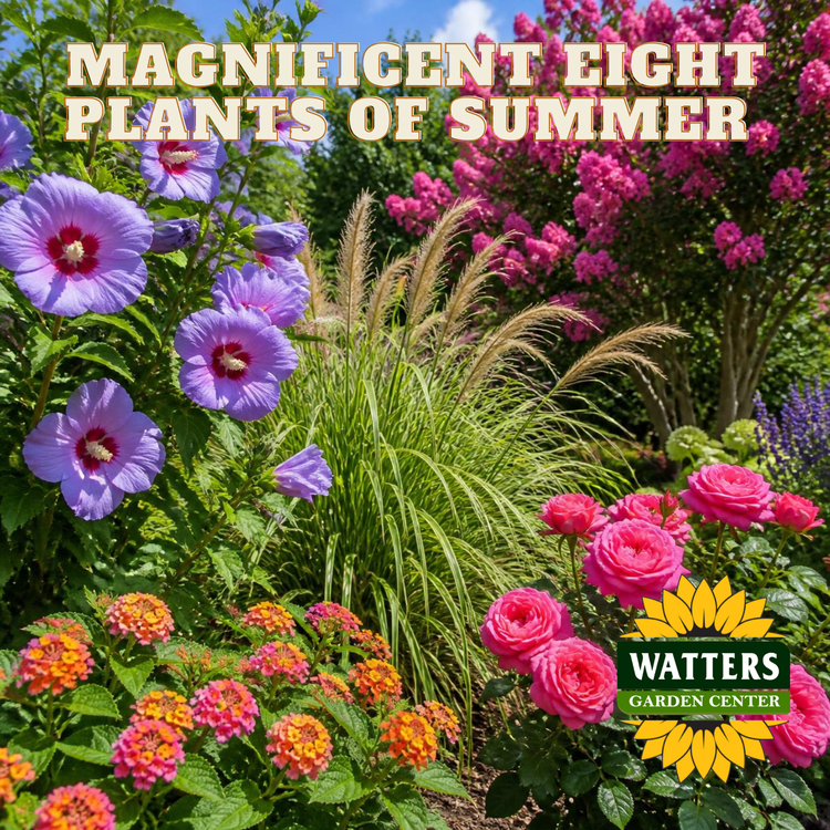 Summer plants on a sunny day with pampas grass, roses, lantana, crape myrtle, and rose of sharon in a garden. Watters Garden Center logo on the lower right corner.