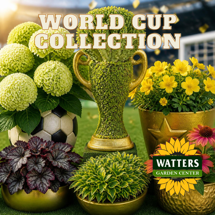 WORLD CUP COLLECTION
