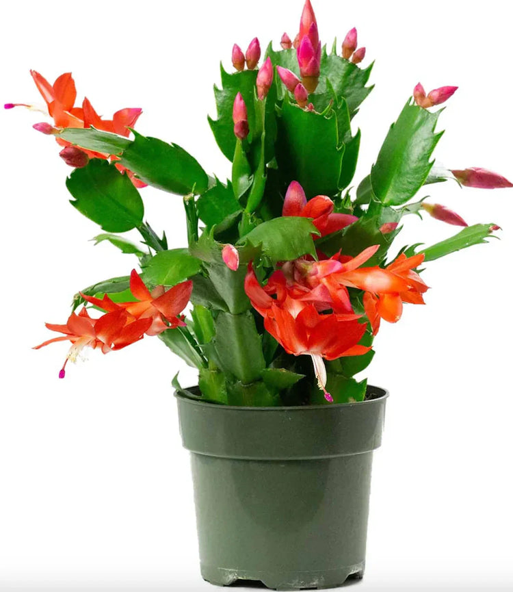 Christmas Cactus