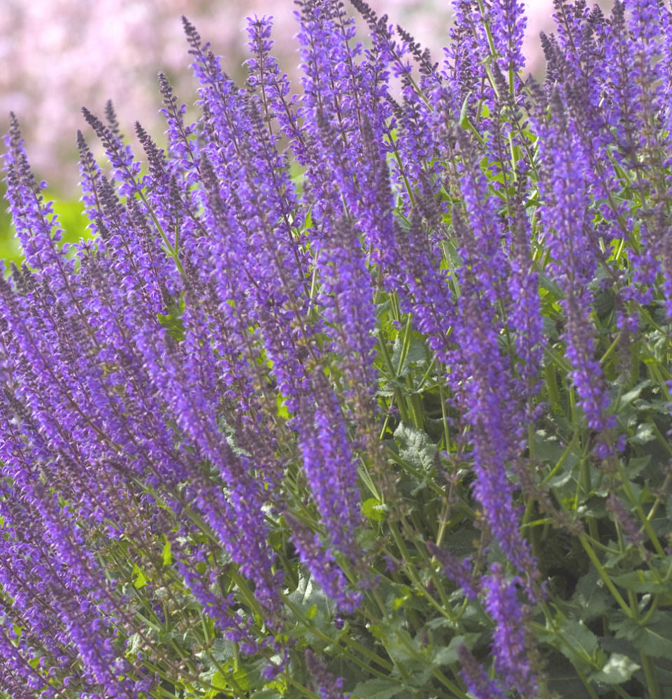 Perennial Online