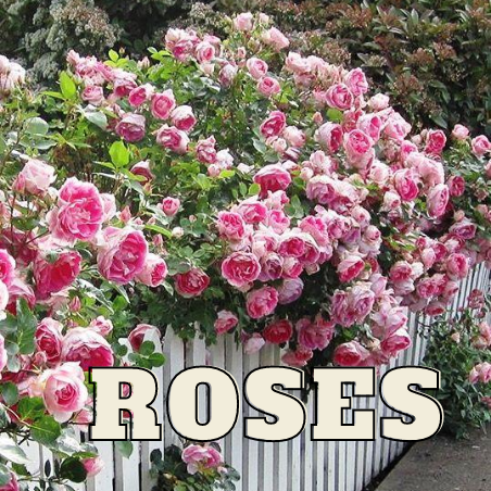 ROSES