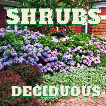 DECIDUOUS SHRUB