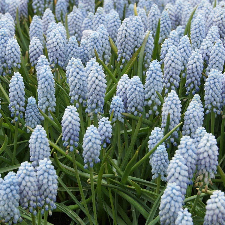 Grape Hyacinth
