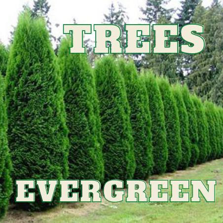 EVERGREEN TREES Online