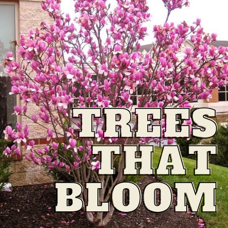 TREES FLOWERING