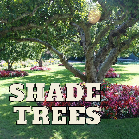 SHADE TREES Online