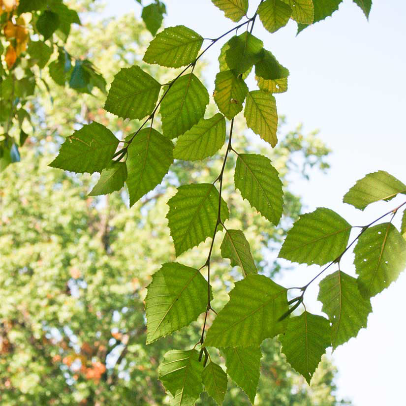 HERITAGE BIRCH TREE 5gal