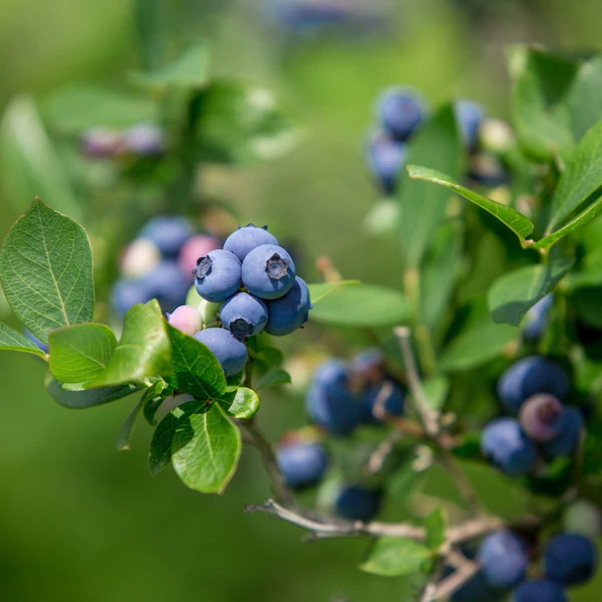 LEGACY BLUEBERRY 6gal