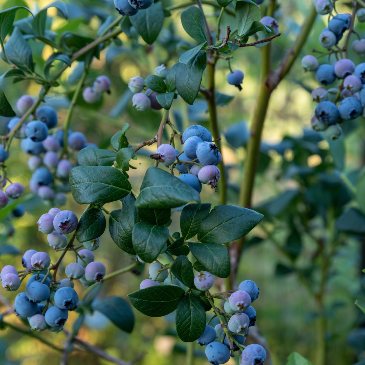 BLUEJAY BLUEBERRY 6gal