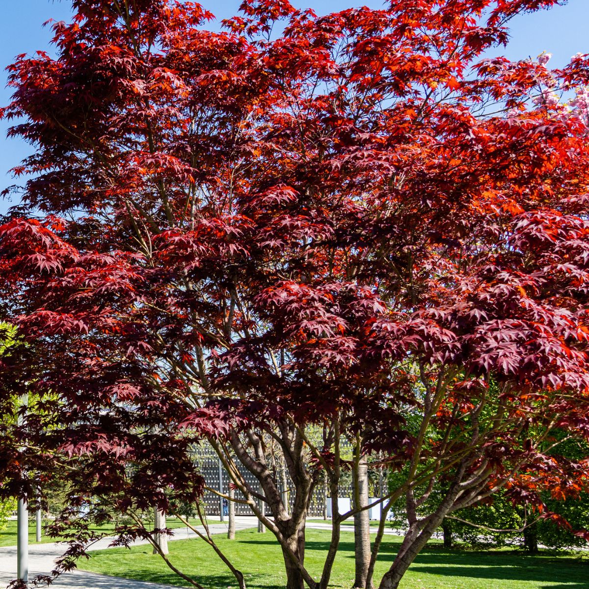 EMPEROR JAPANESE MAPLE 10gal