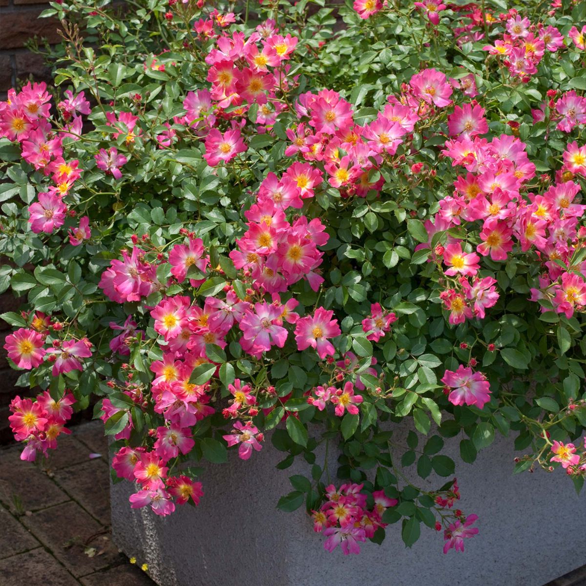 Pink Drift® Rose (ROSE DRIFT PINK) - 2 gallon