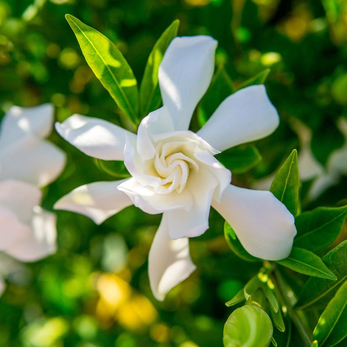 FROSTPROOF GARDENIA 1gal