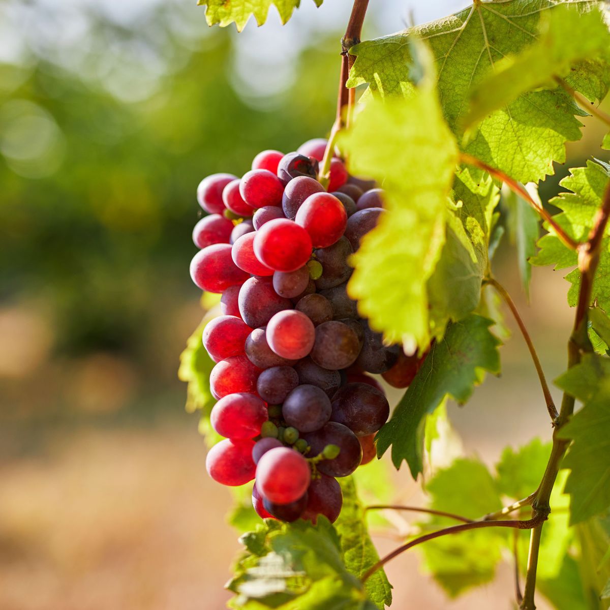 CATAWBA GRAPE 1gal