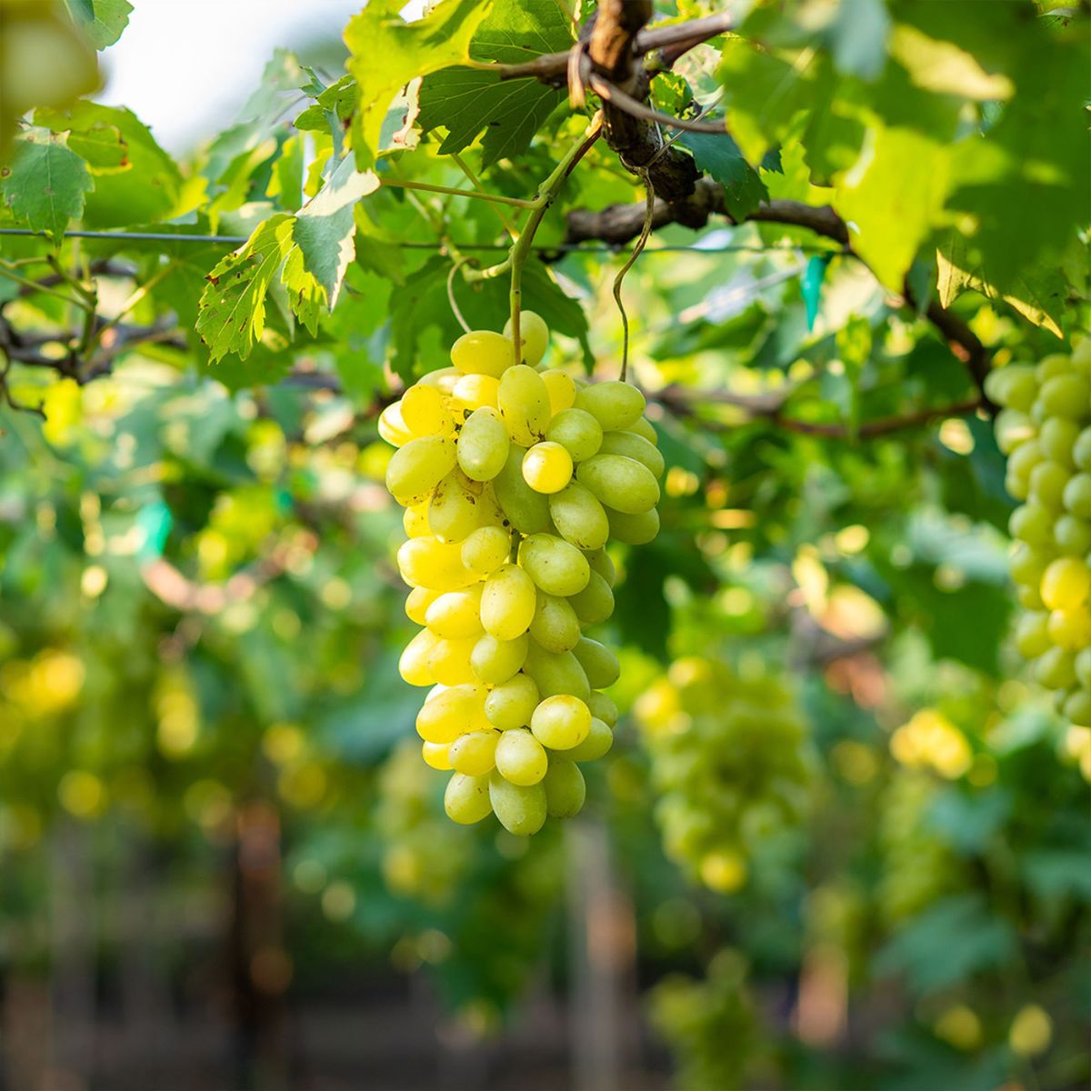 NIAGARA GRAPE 1gal