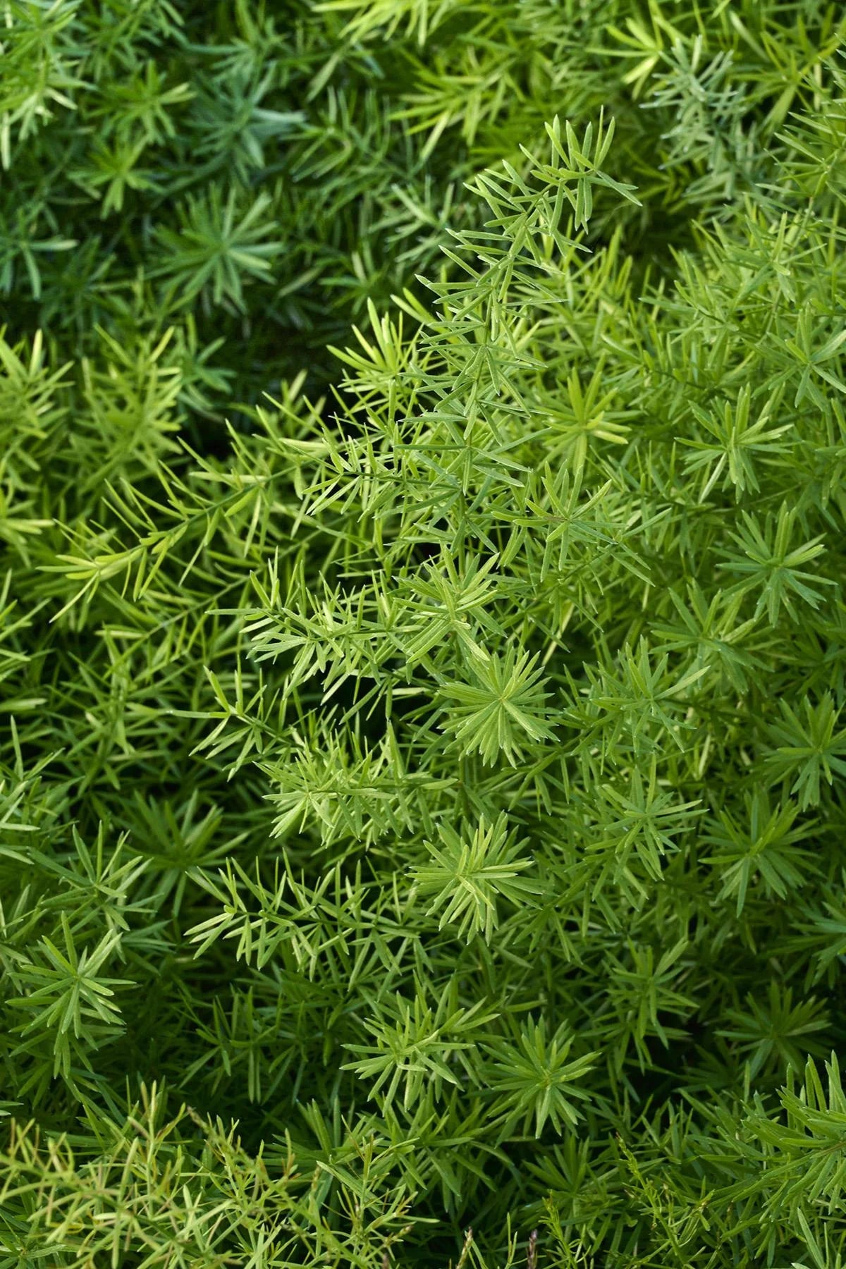 FERN ASPARAGUS 4 IN.