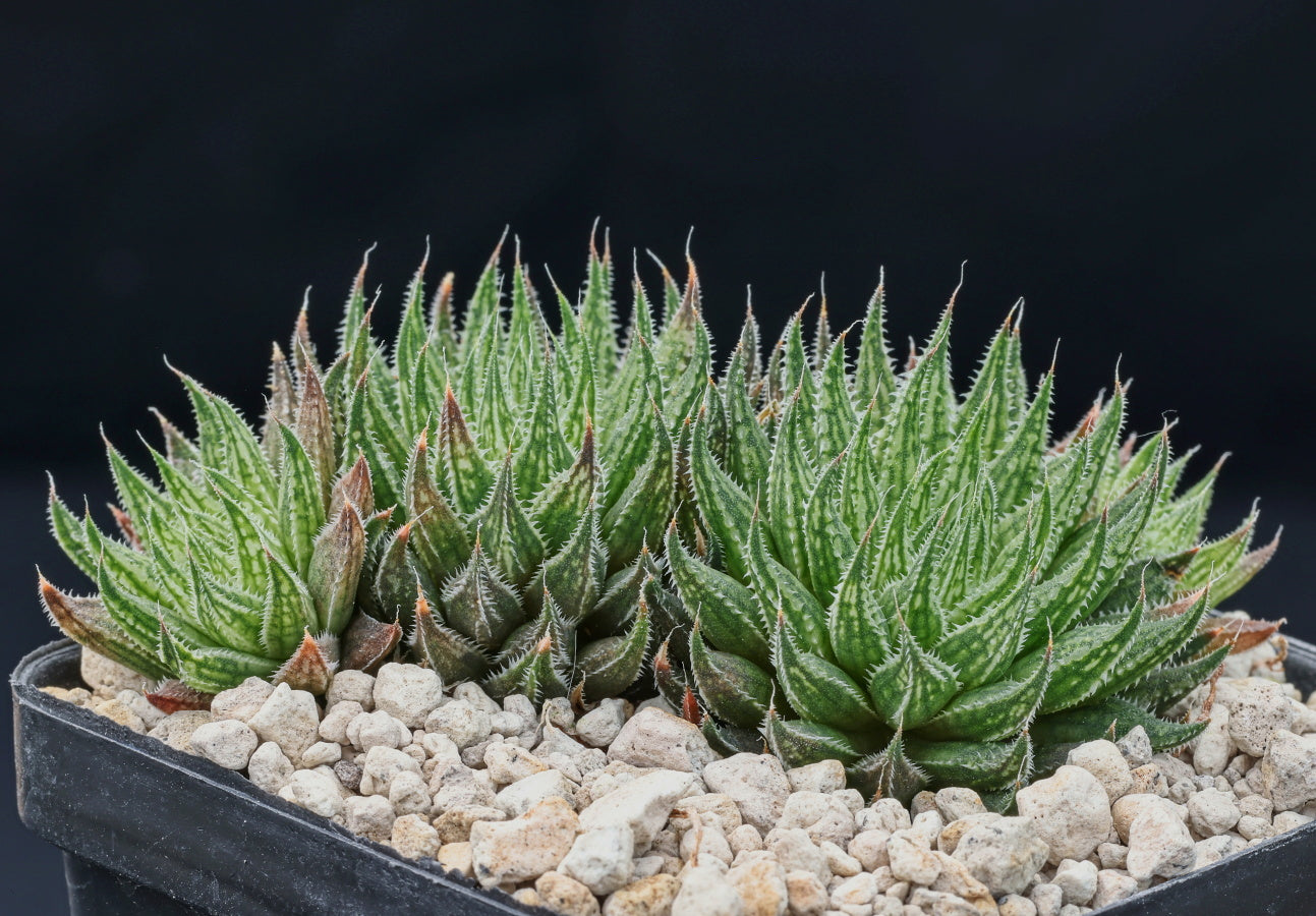 Haworthia Marumiana