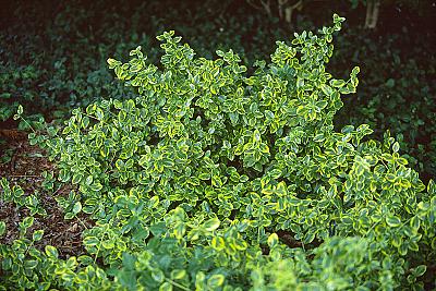 CANADALE GOLD WINTERCREEPER EUONYMUS 5gal