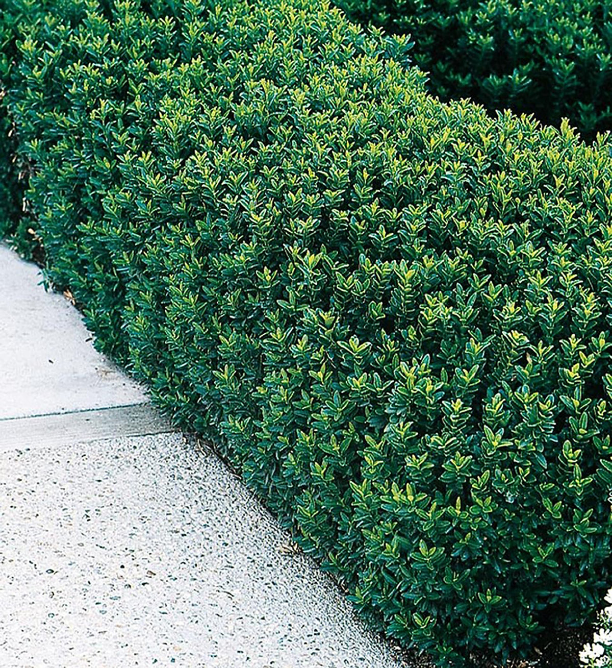 GREEN SPIRE EUONYMUS 2gal