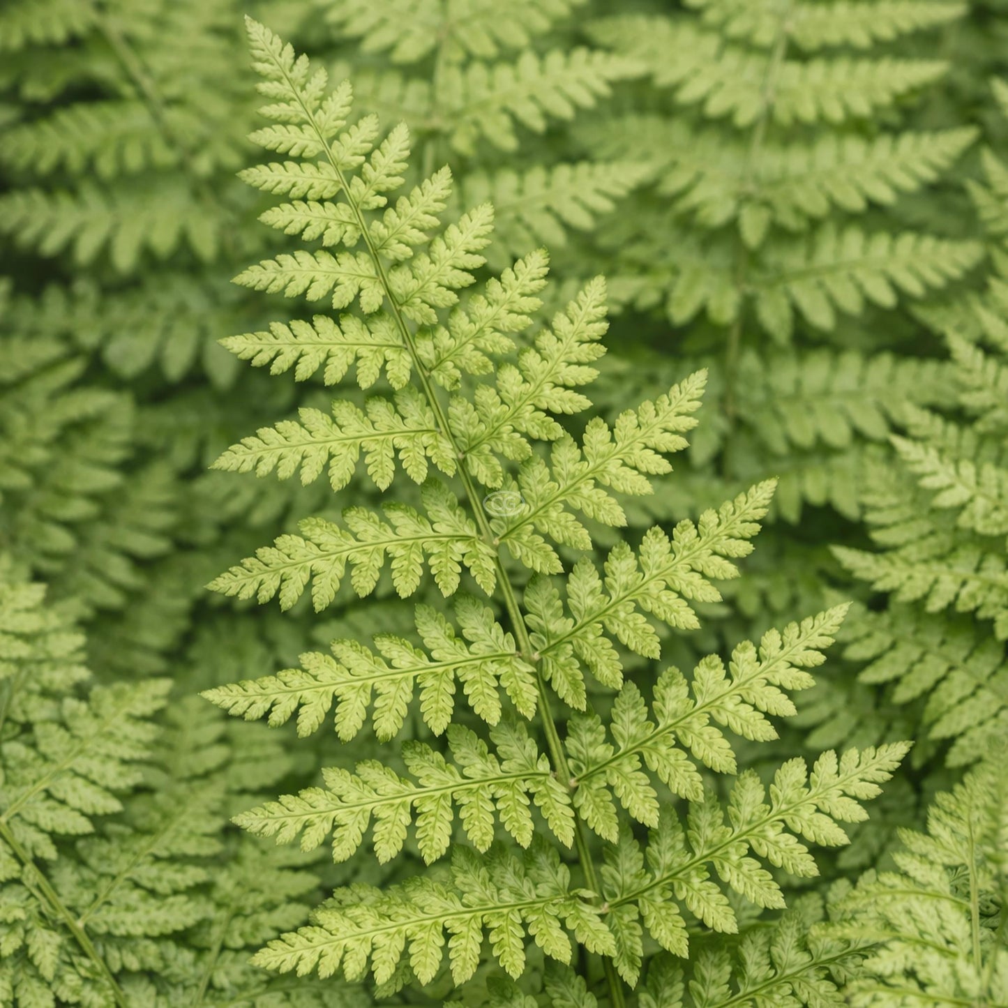 Hayscented Fern (Dennstaedtia 'Hayscented') - 1 gallon