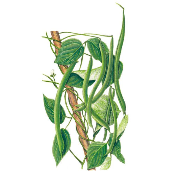 SEEDS 349