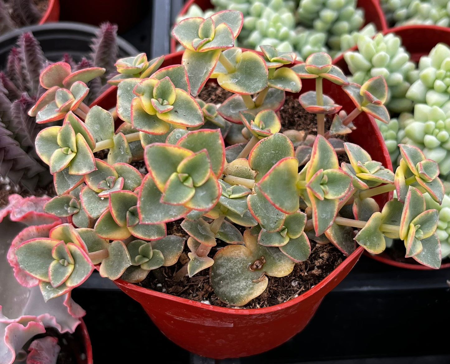 Calico Kitten Variegated Crassula