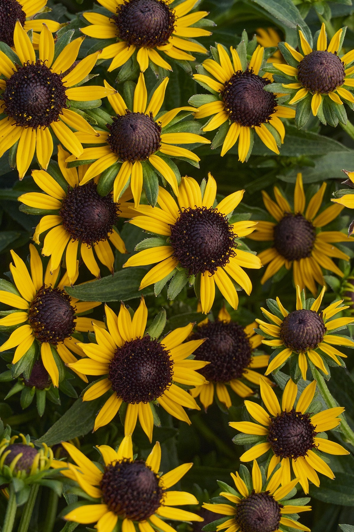 LITTLE GOLDSTAR RUDBECKIA 1gal