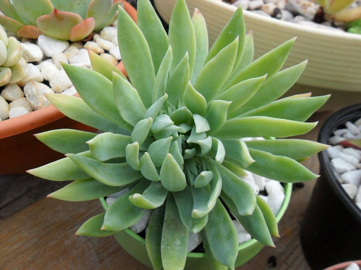Fanfare Graptoveria