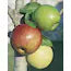 APPLE COCKTAIL TREE 4 FRUIT GRAFTS 7gal