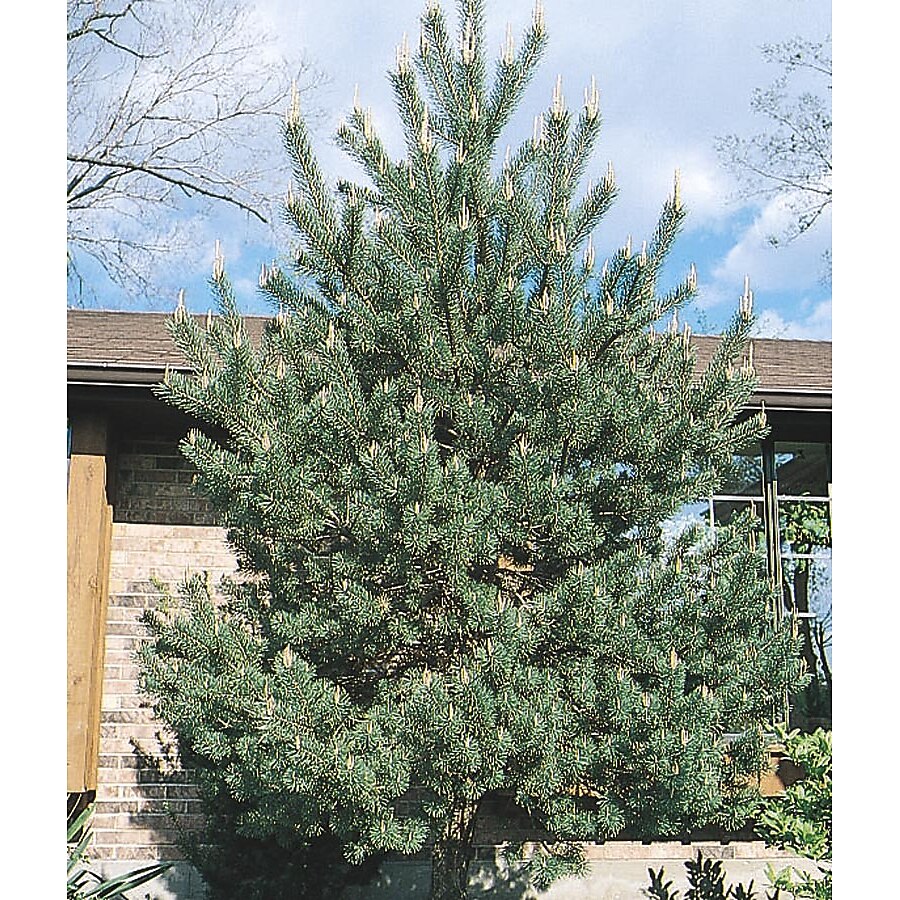 SCOTCH PINE TREE 7gal