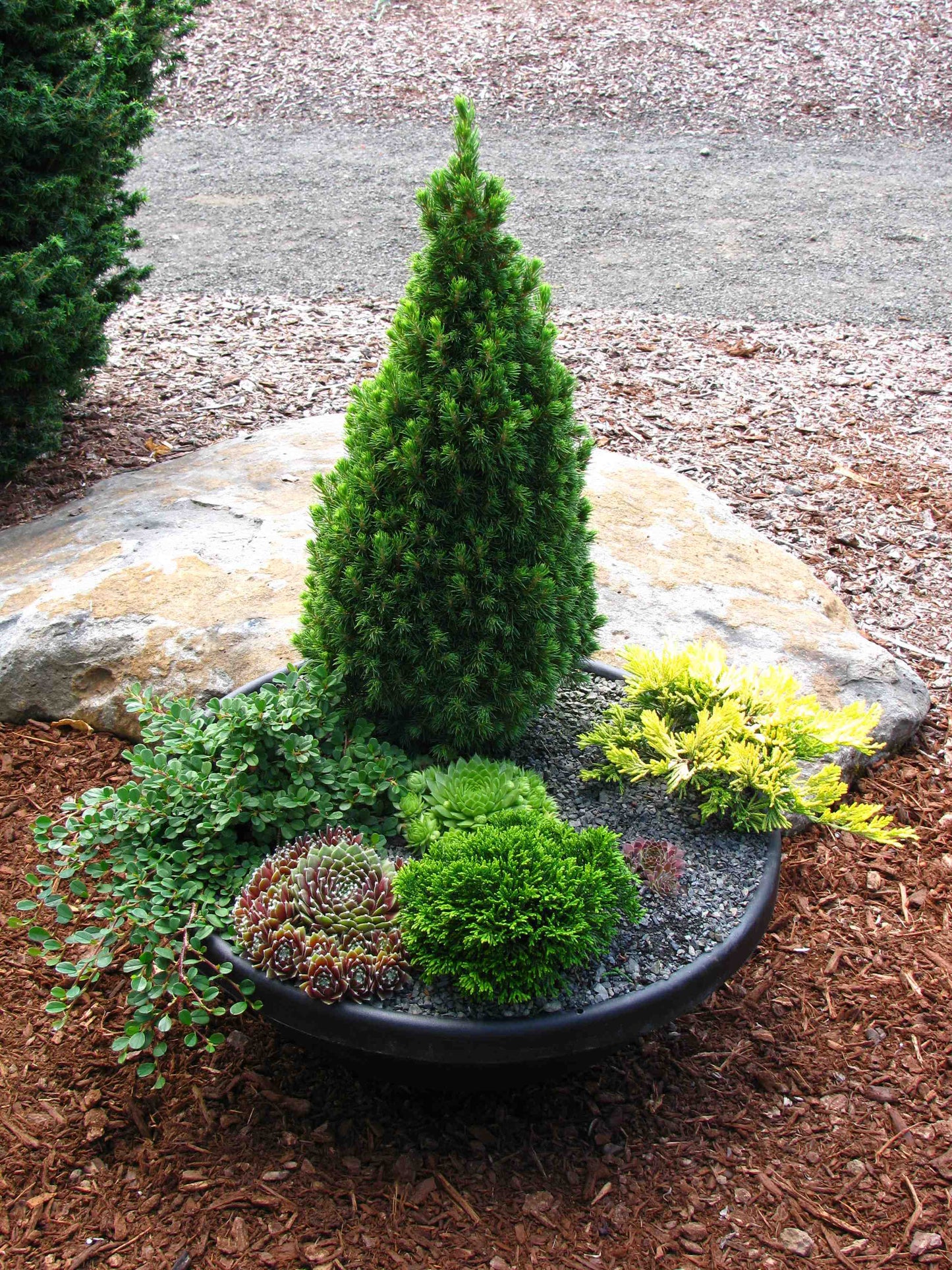DILLY WHITE ALBERTA SPRUCE