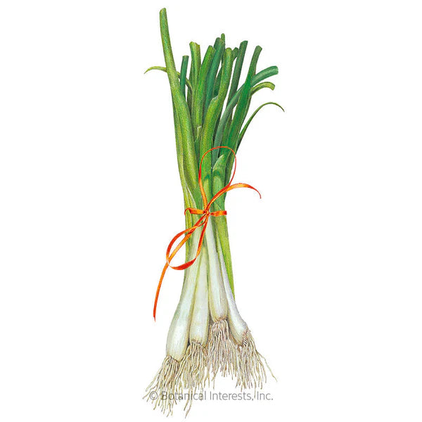SEEDS 299