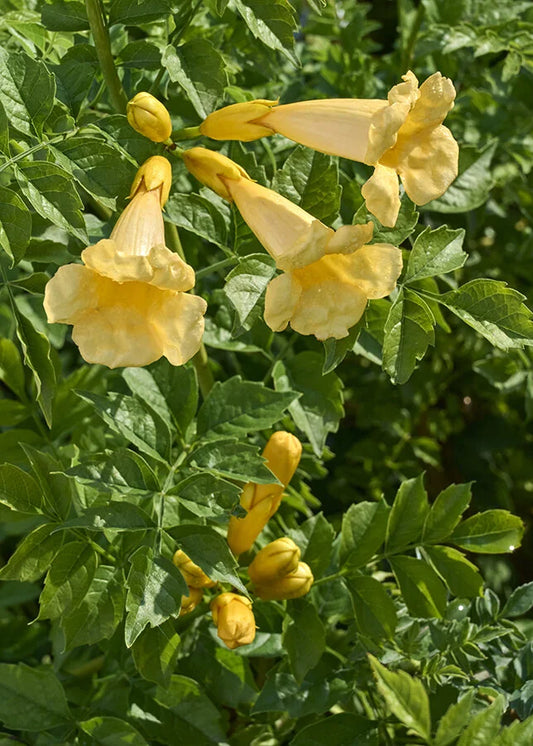 YELLOW TRUMPET VINE 1gal STAKED