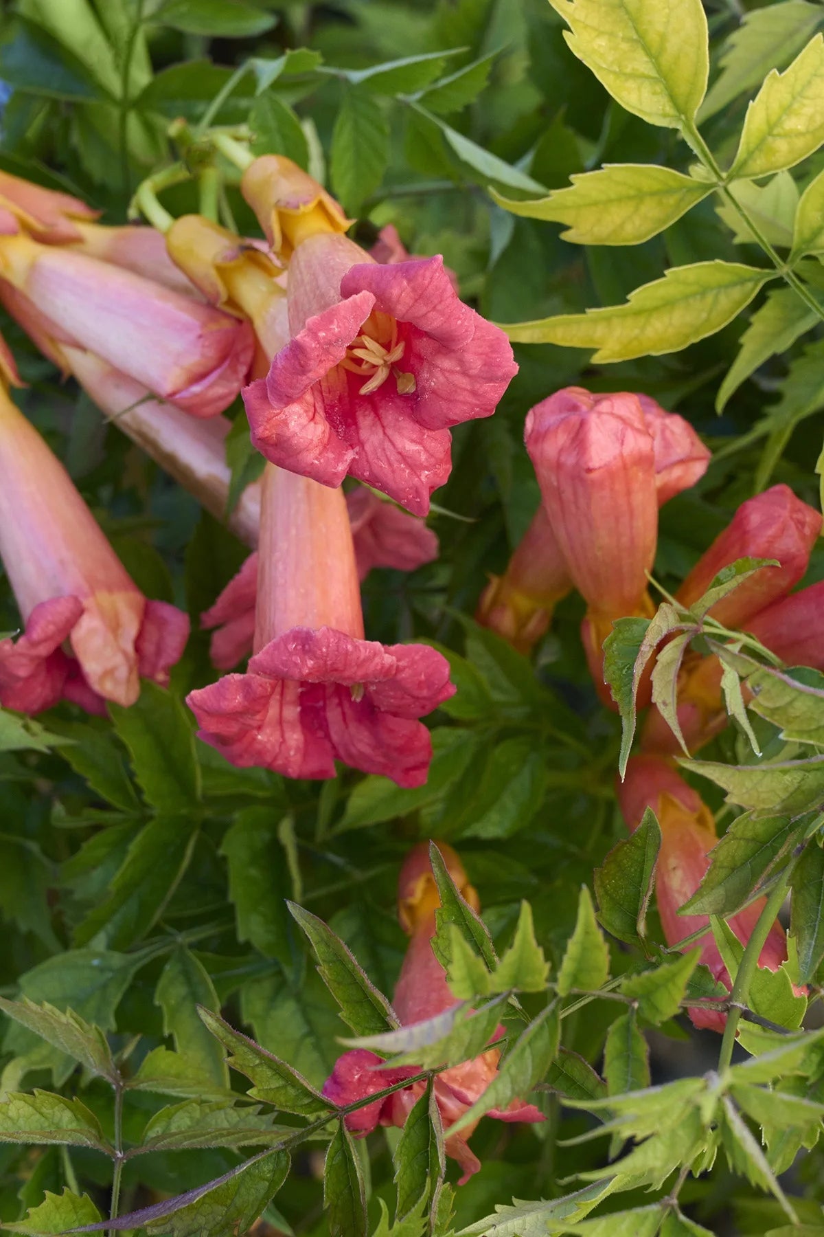 BALBOA SUNSET TRUMPET VINE 5gal