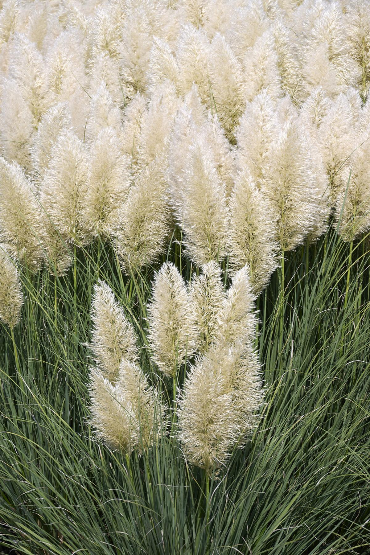 IVORY FEATHERS PAMPAS GRASS 2gal