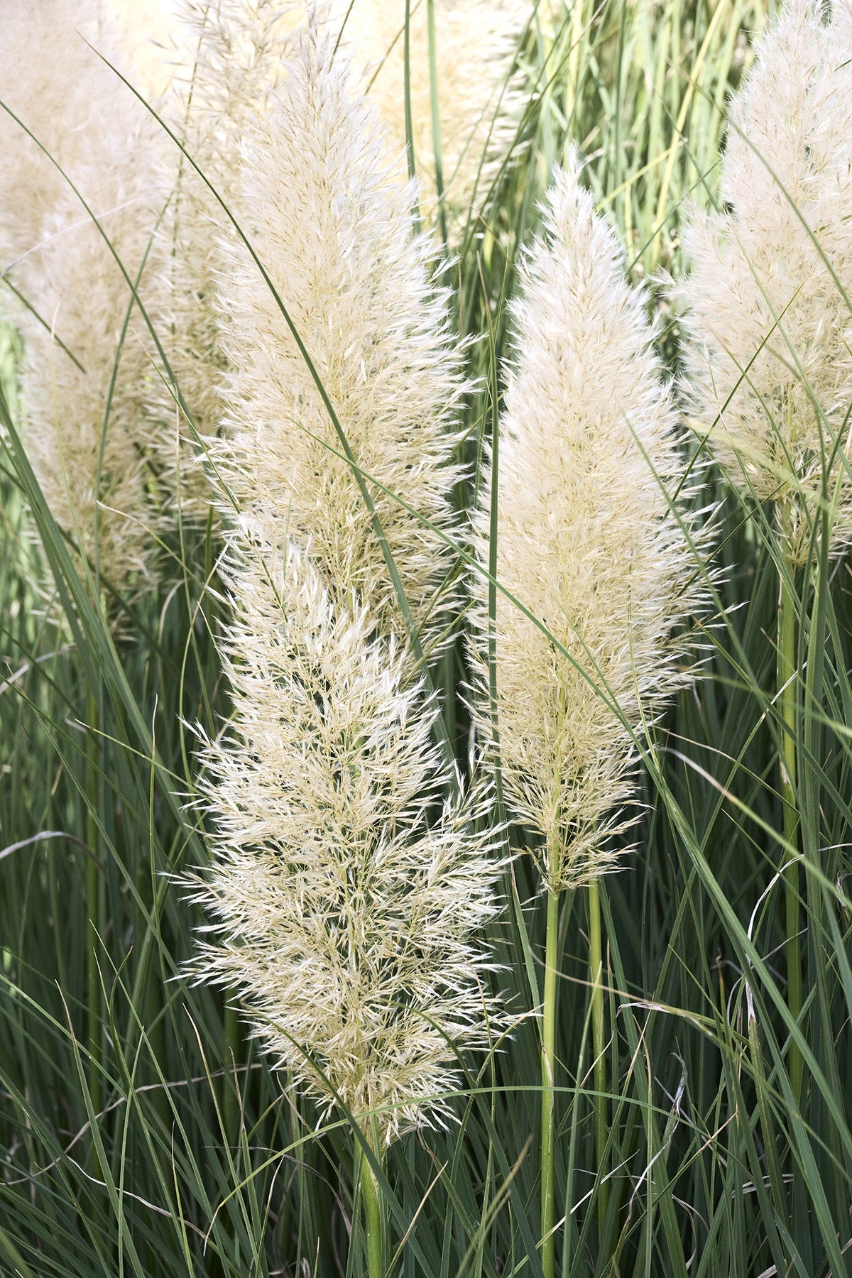 IVORY FEATHERS PAMPAS GRASS 2gal