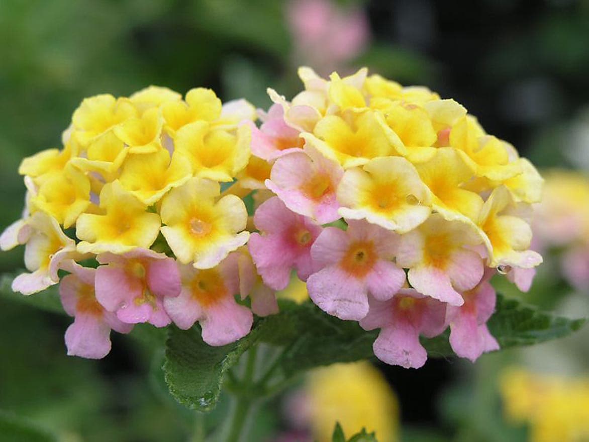 MARY ANN LANTANA 1gal