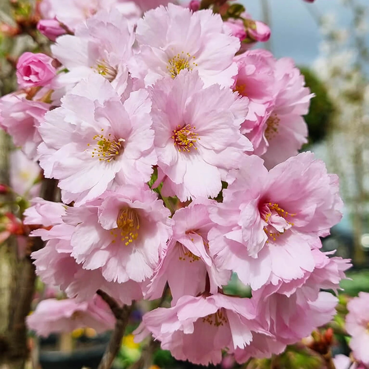 FIRST BLUSH FLOWERING CHERRY TREE 15gal