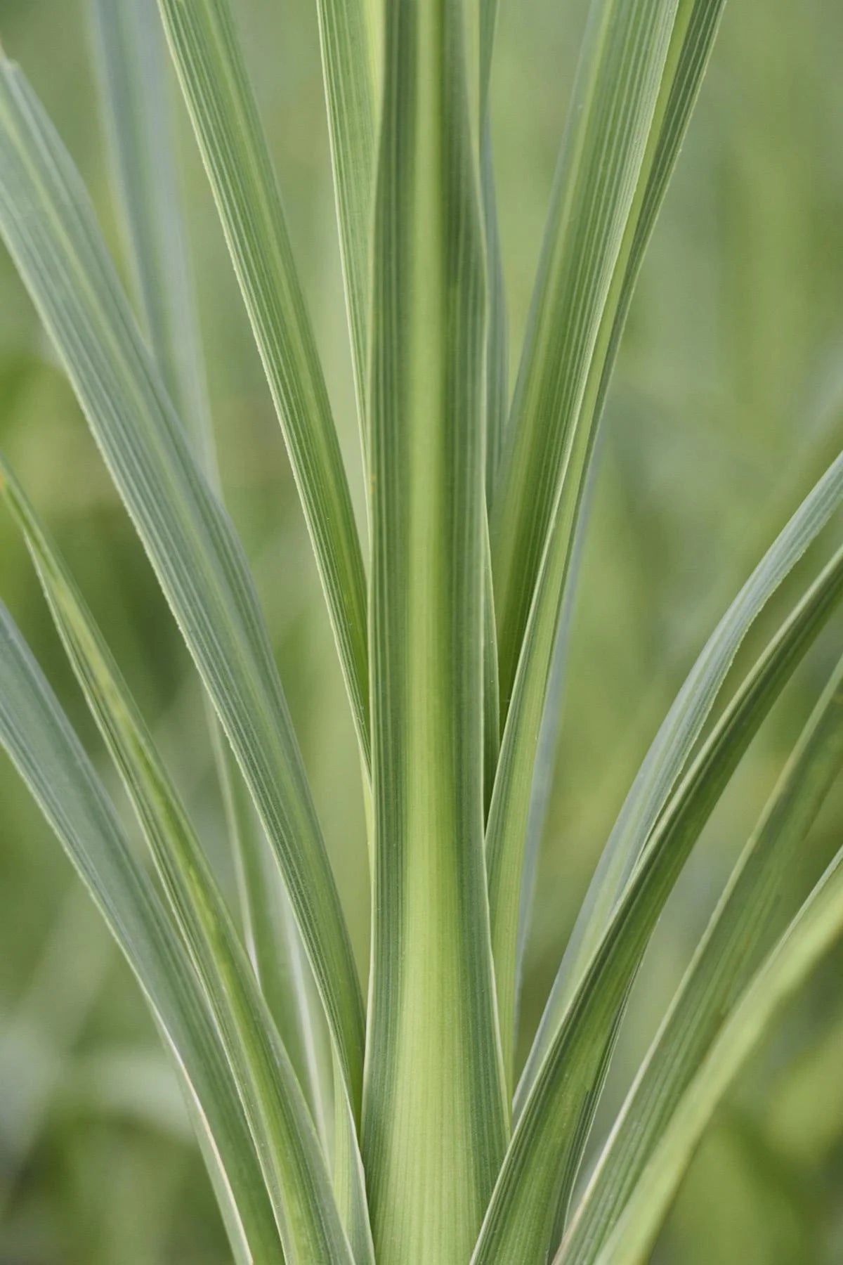 BLUE DRACAENA PALM 1gal