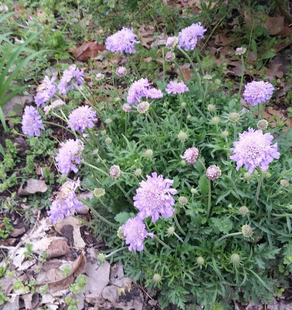 PINCUSHION FLOWER 1 gal