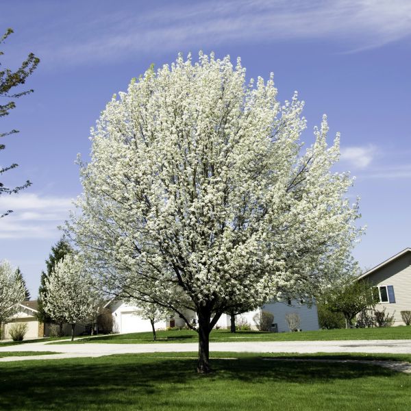 BRADFORD FLOWERING PEAR TREE 15gal